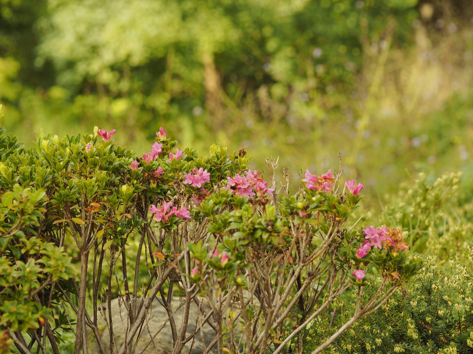 Rhododendron hirsutum - Herrenkamper Gärten - Pflanzenraritäten