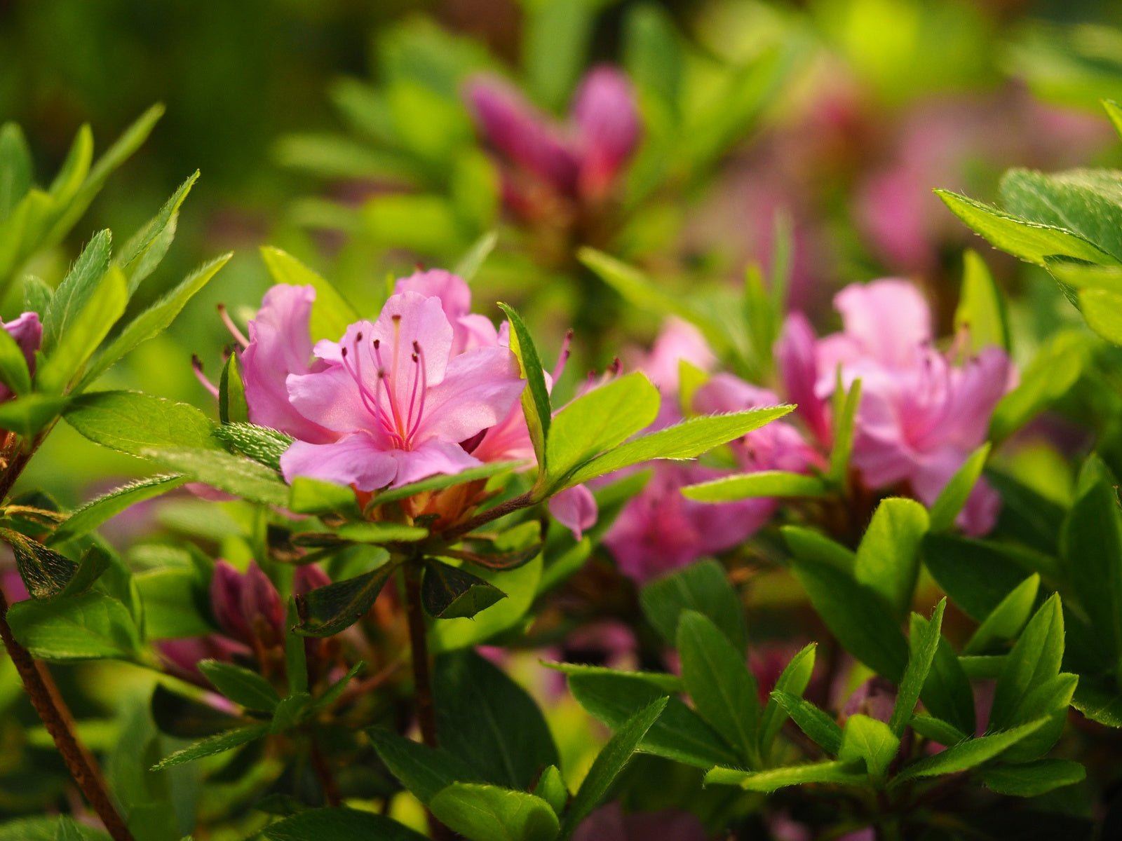 Rhododendron hirsutum - Herrenkamper Gärten - Pflanzenraritäten