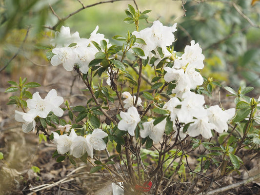 Rhododendron hybr. 'Isola Bella' - Herrenkamper Gärten - Pflanzenraritäten