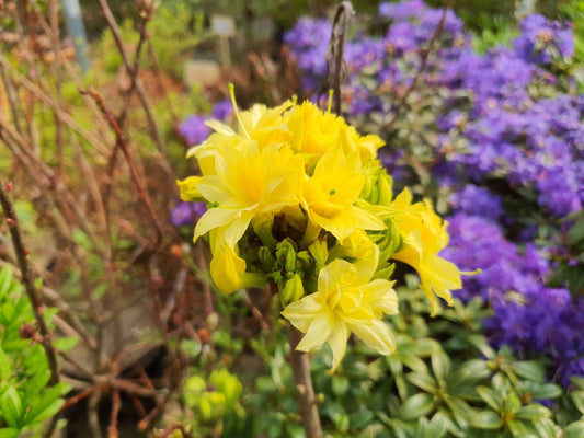 Rhododendron hybr. 'Narcissiflora' - Herrenkamper Gärten - Pflanzenraritäten