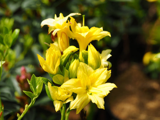 Rhododendron hybr. 'Narcissiflora' - Herrenkamper Gärten - Pflanzenraritäten