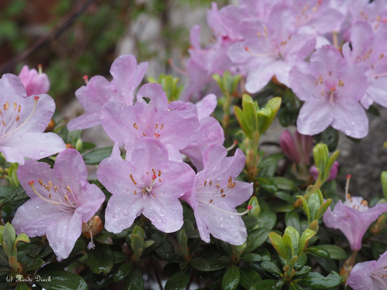 Rhododendron hybr. 'Pharalope' - Herrenkamper Gärten - Pflanzenraritäten