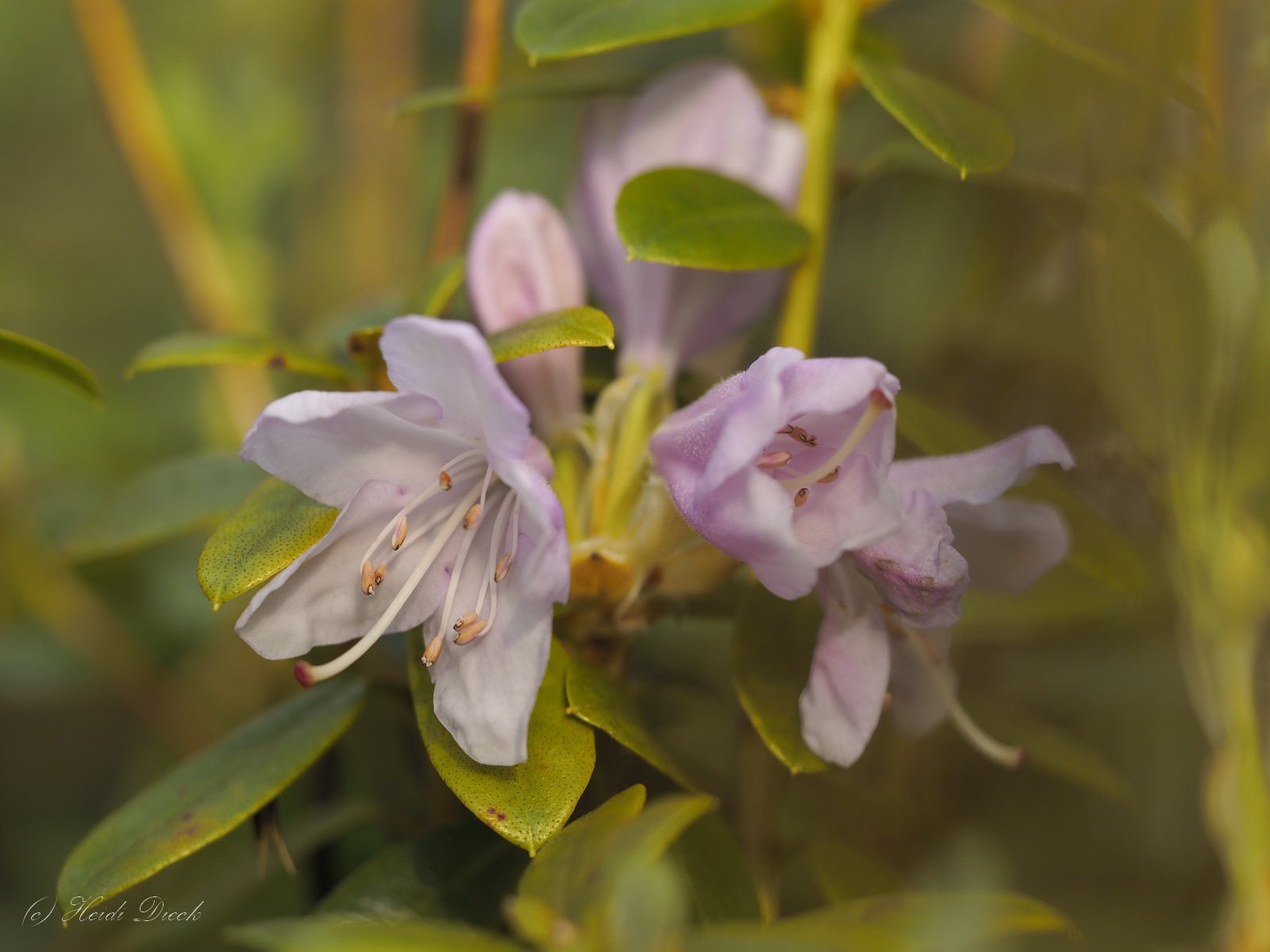 Rhododendron hybr. 'Pharalope' - Herrenkamper Gärten - Pflanzenraritäten