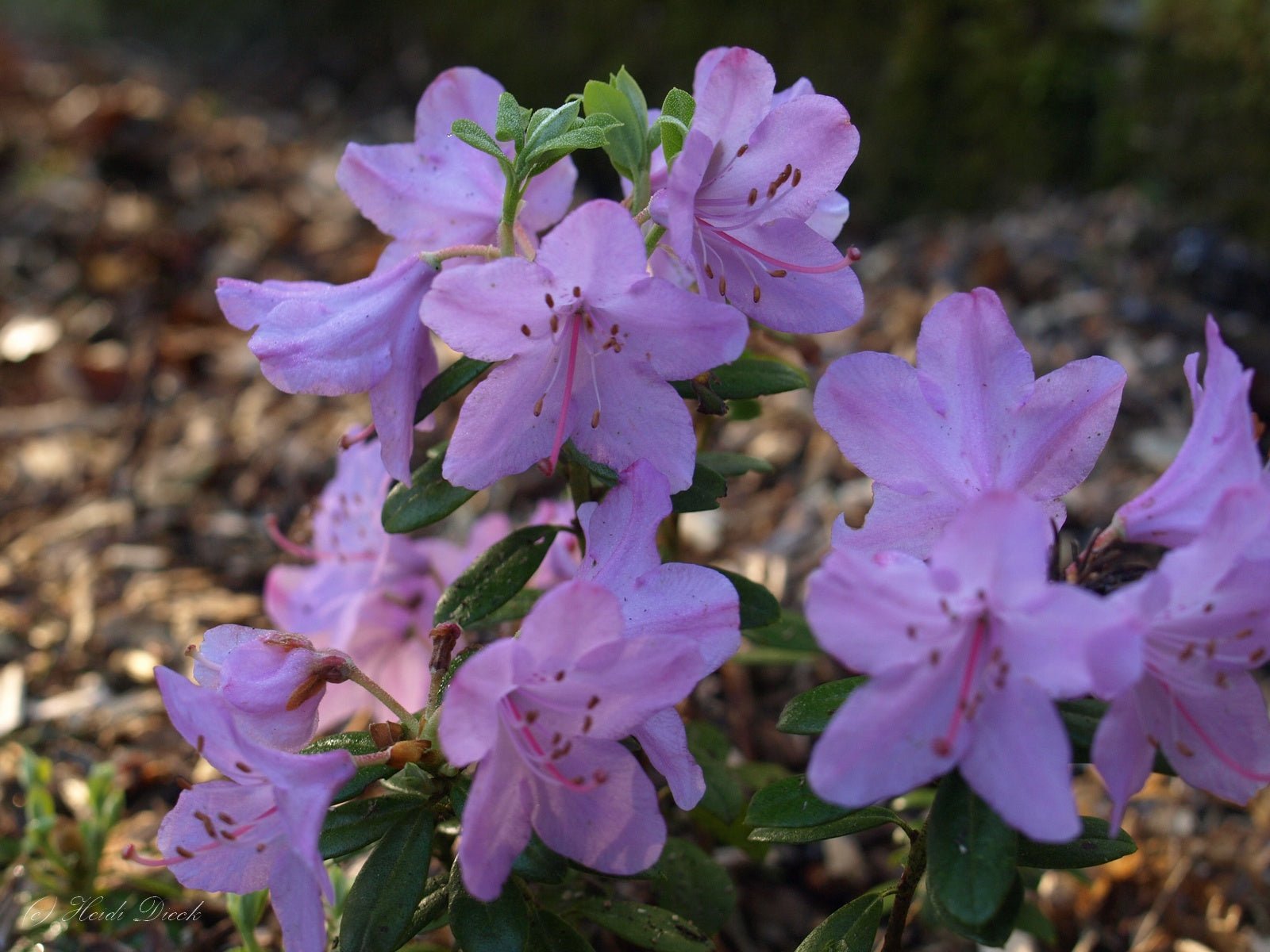 Rhododendron hybr. 'Pharalope' - Herrenkamper Gärten - Pflanzenraritäten