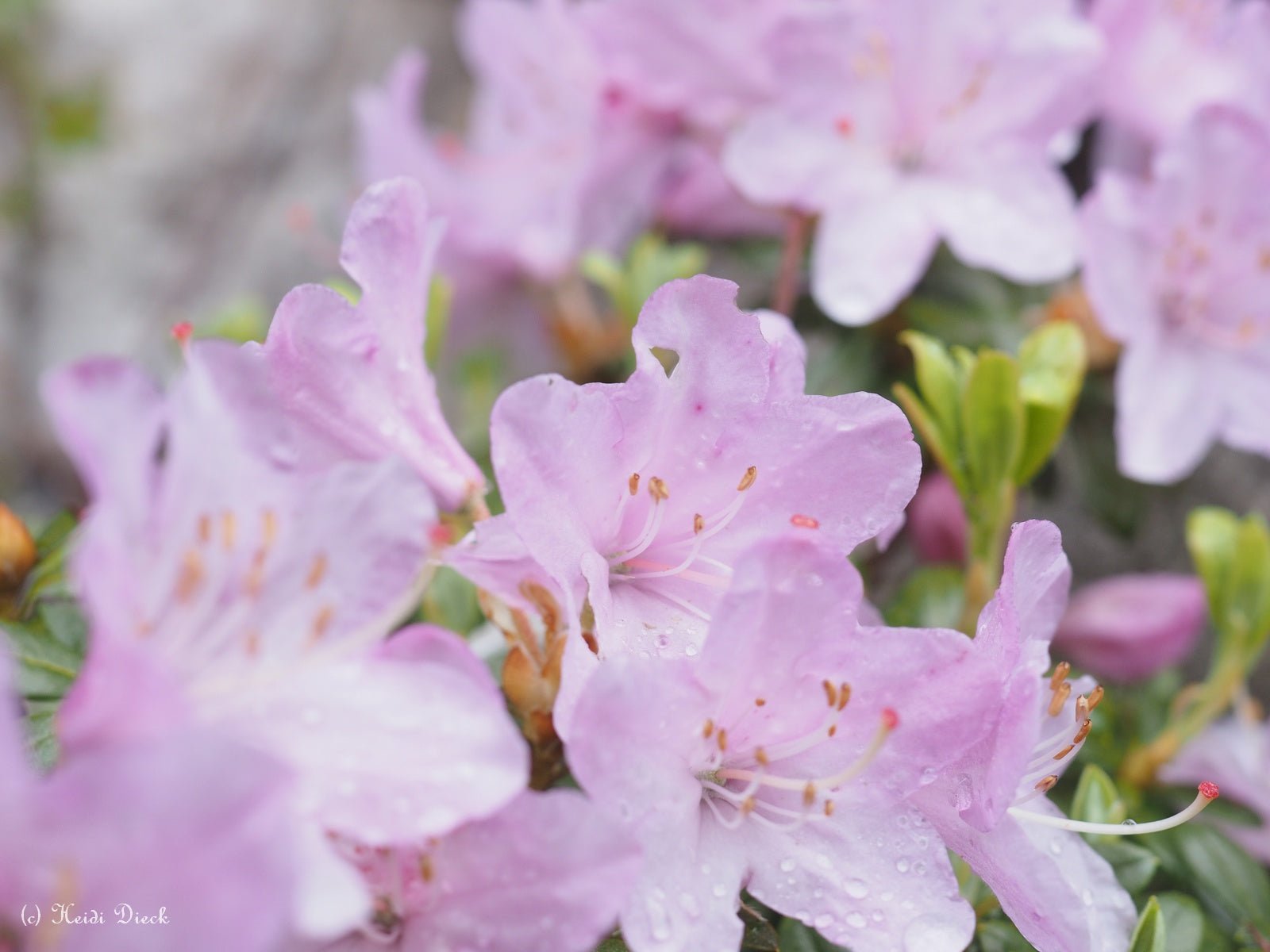 Rhododendron hybr. 'Pharalope' - Herrenkamper Gärten - Pflanzenraritäten