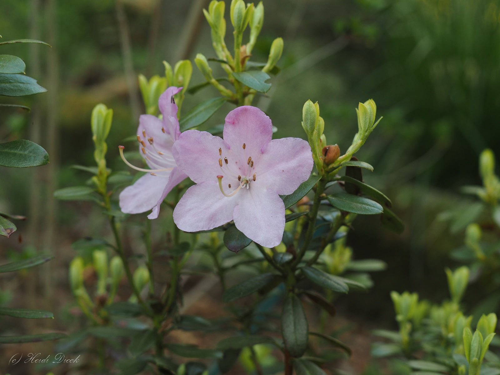 Rhododendron hybr. 'Pharalope' - Herrenkamper Gärten - Pflanzenraritäten