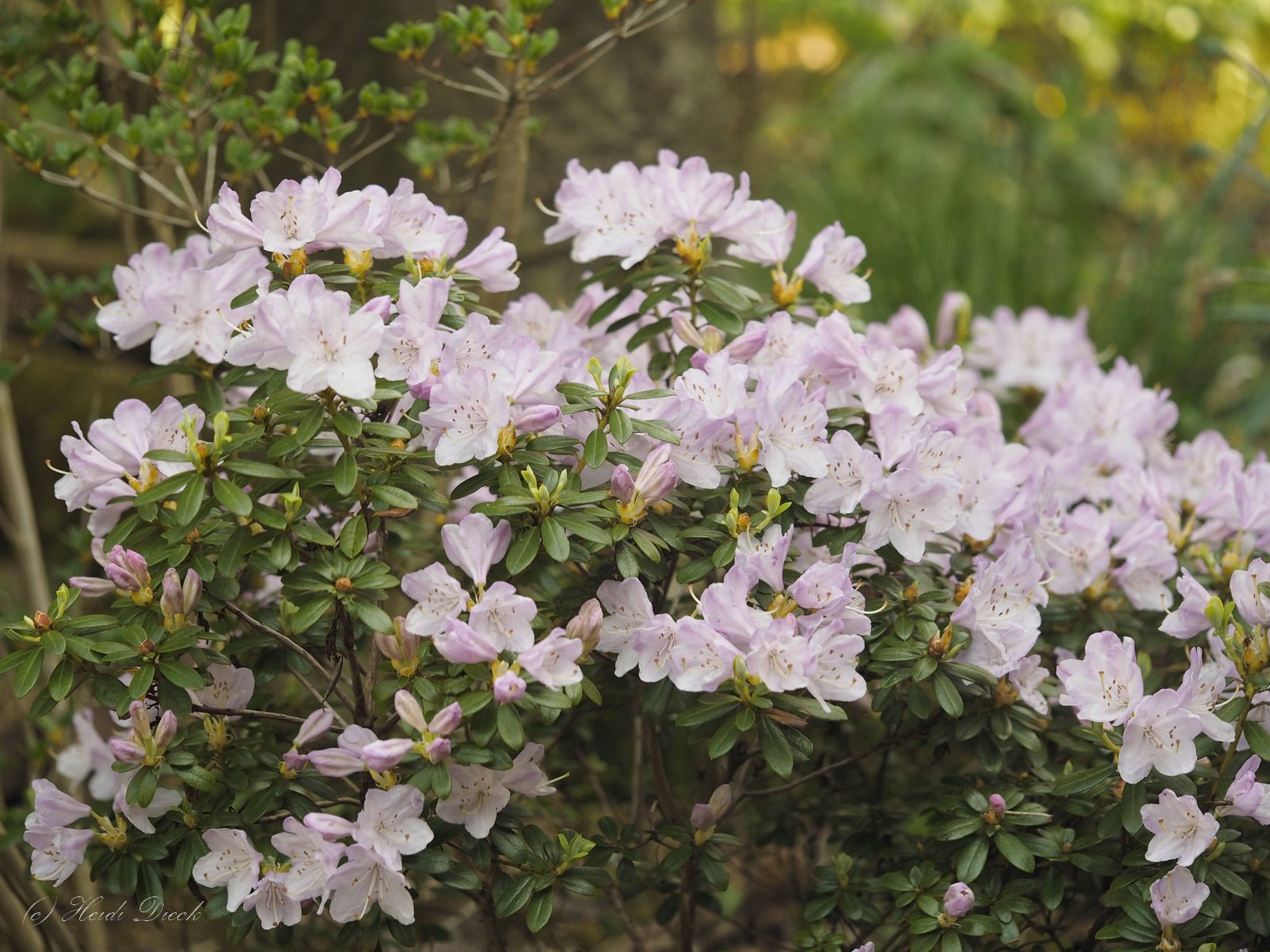 Rhododendron hybr. 'Pharalope' - Herrenkamper Gärten - Pflanzenraritäten