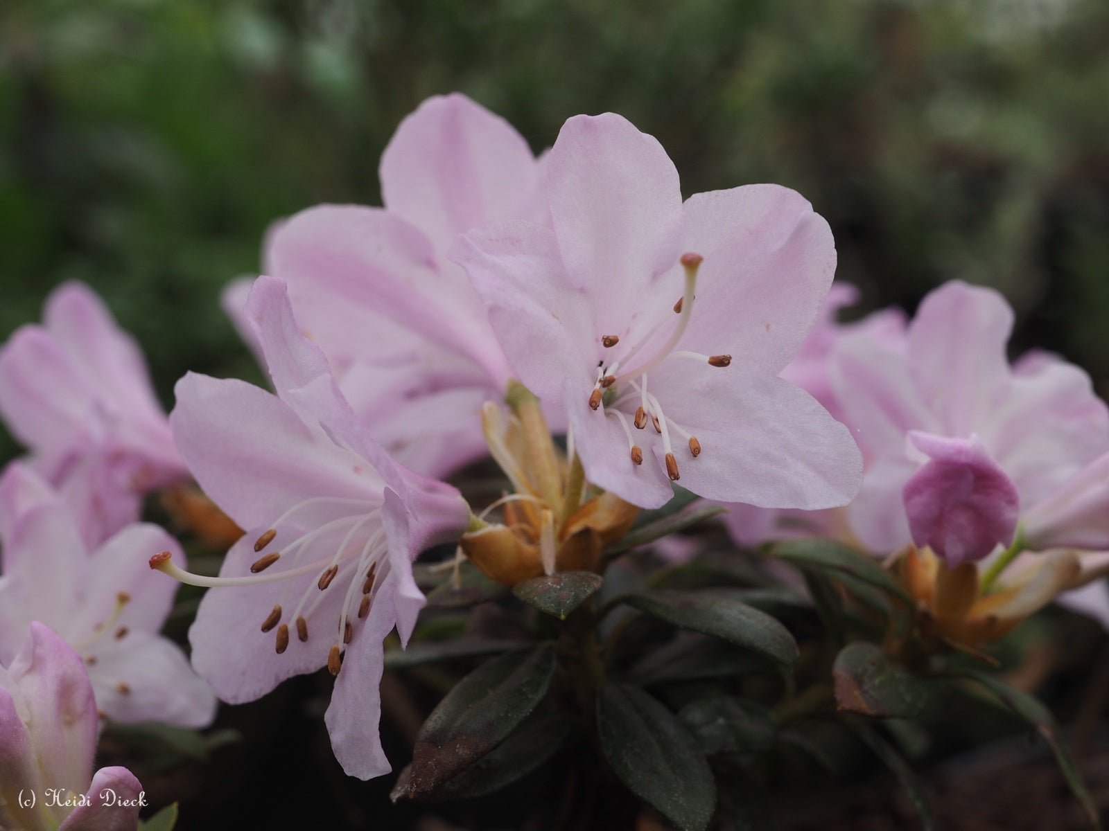 Rhododendron hybr. 'Pharalope' - Herrenkamper Gärten - Pflanzenraritäten