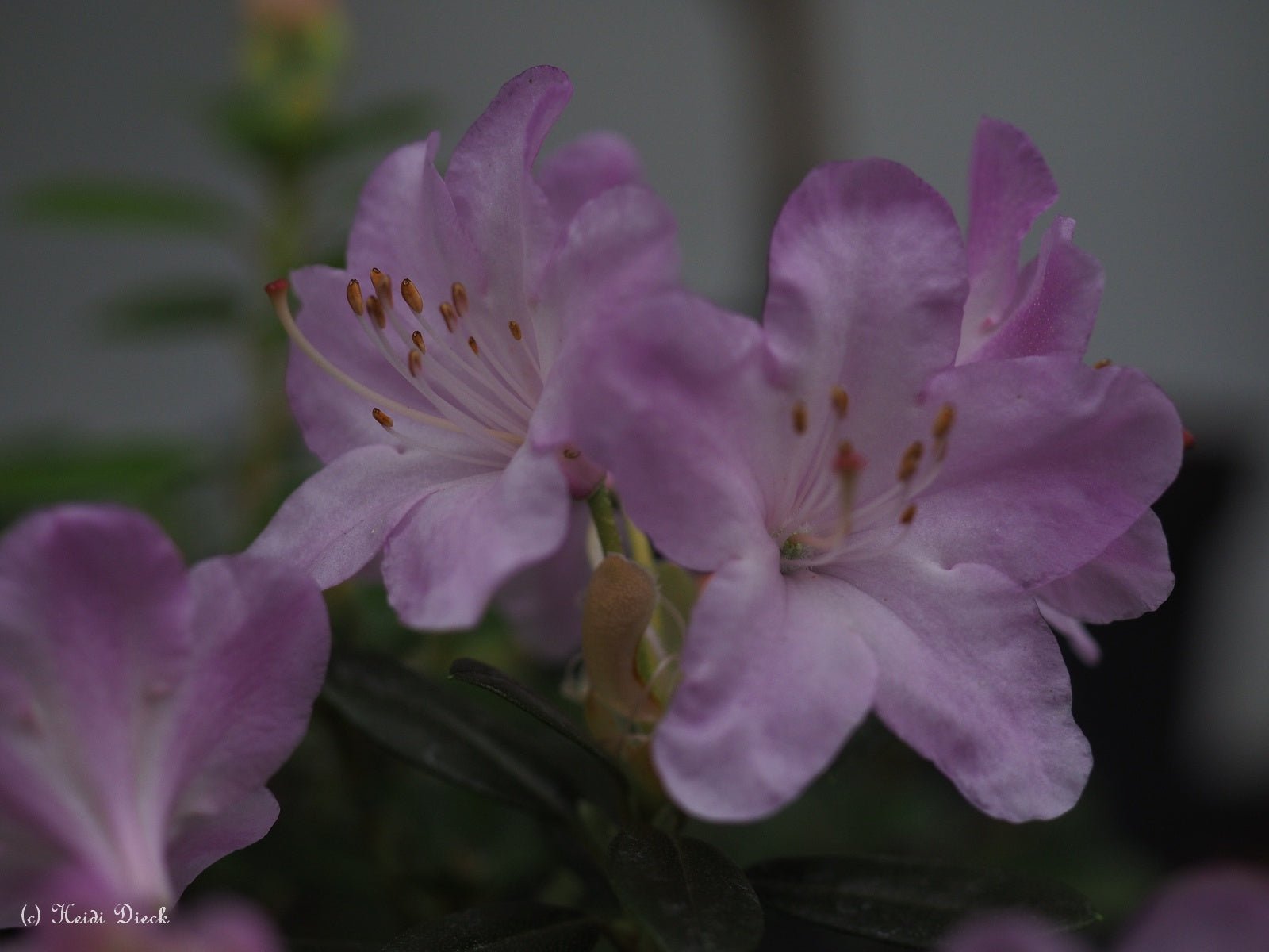 Rhododendron hybr. 'Pharalope' - Herrenkamper Gärten - Pflanzenraritäten