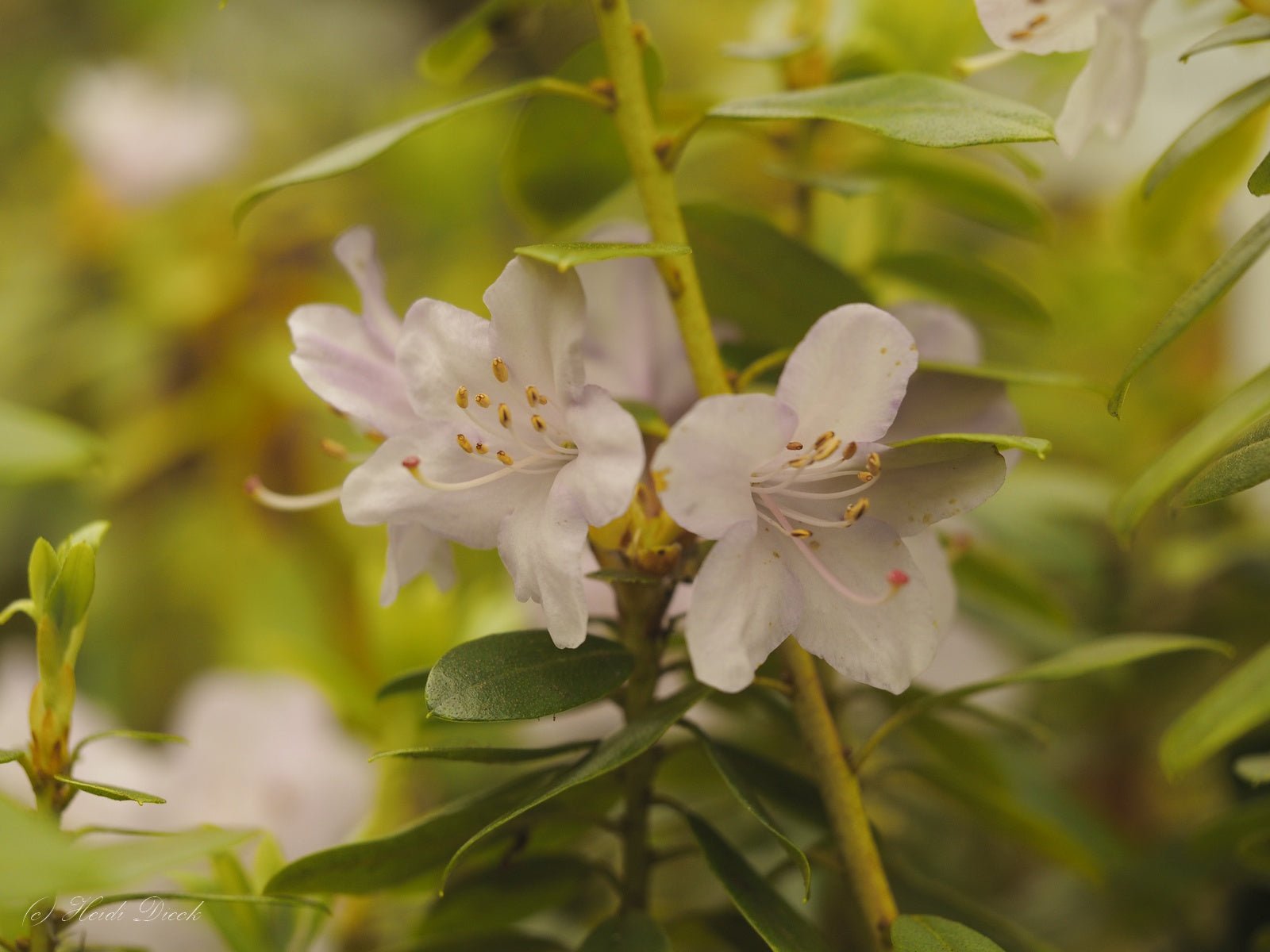 Rhododendron hybr. 'Pharalope' - Herrenkamper Gärten - Pflanzenraritäten