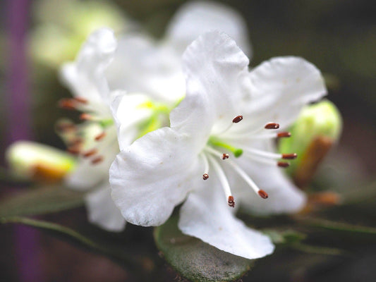 Rhododendron hybr. 'Ptarmigan' - Herrenkamper Gärten - Pflanzenraritäten