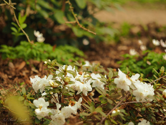 Rhododendron hybr. 'Ptarmigan' - Herrenkamper Gärten - Pflanzenraritäten