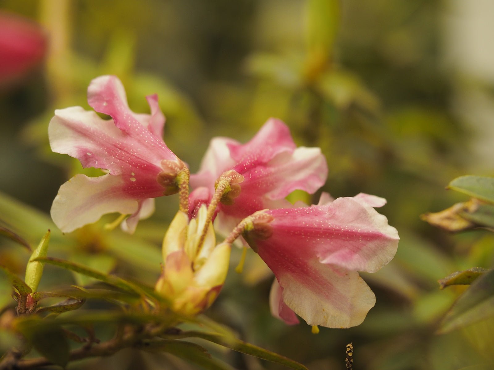 Rhododendron hybr. 'Wee Bee' - Herrenkamper Gärten - Pflanzenraritäten