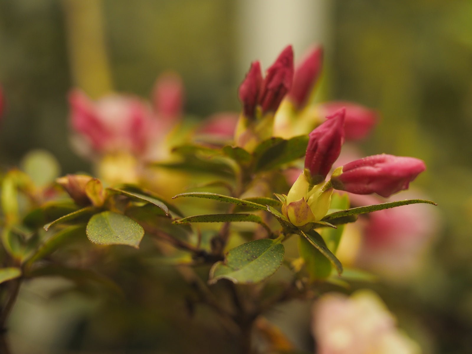 Rhododendron hybr. 'Wee Bee' - Herrenkamper Gärten - Pflanzenraritäten