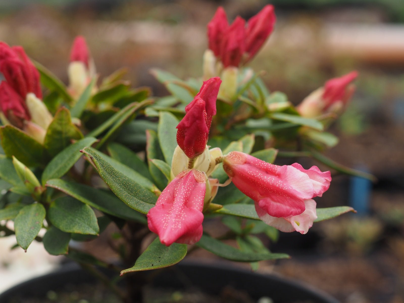 Rhododendron hybr. 'Wee Bee' - Herrenkamper Gärten - Pflanzenraritäten