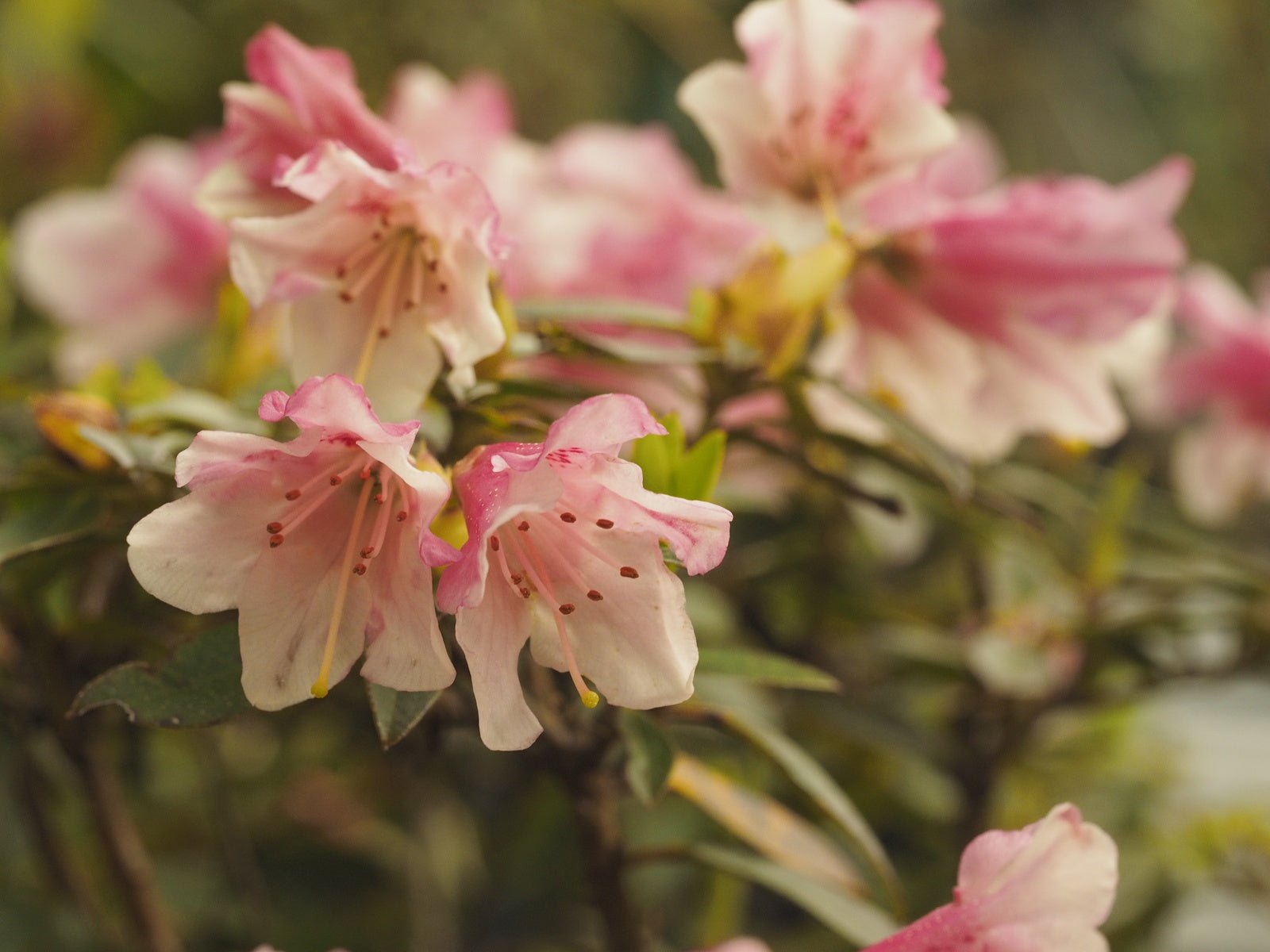 Rhododendron hybr. 'Wee Bee' - Herrenkamper Gärten - Pflanzenraritäten