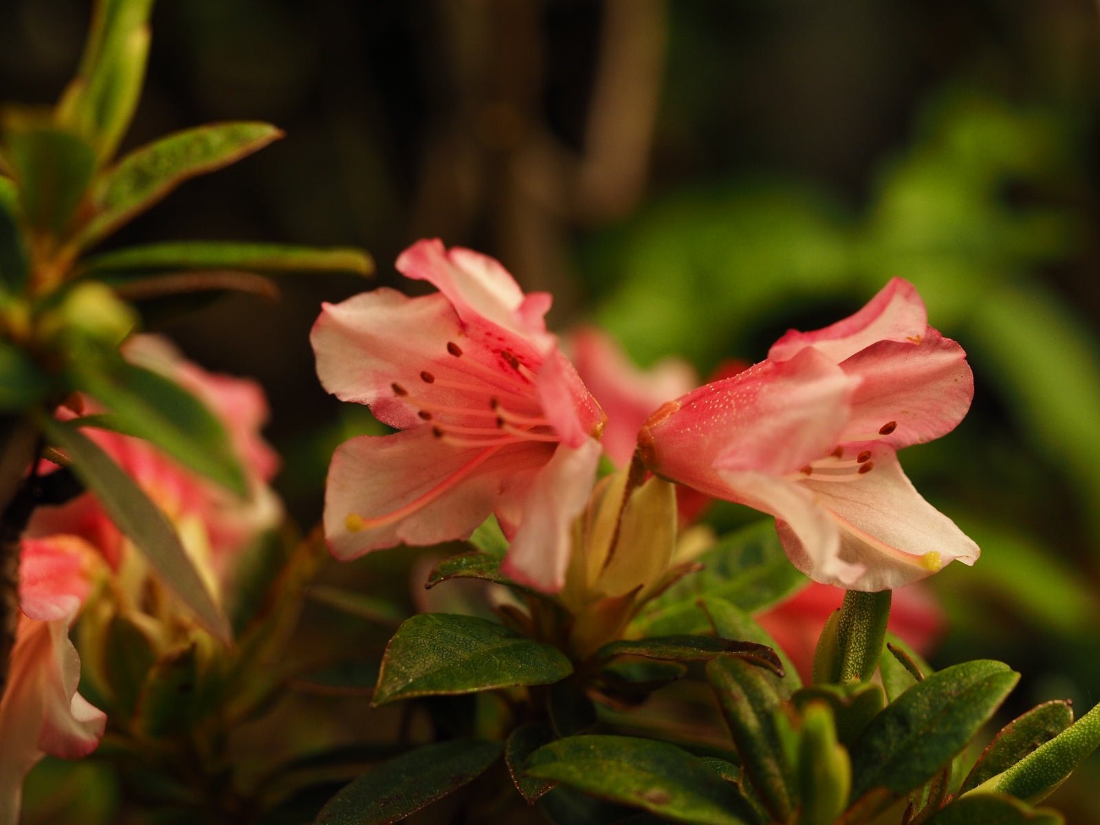 Rhododendron hybr. 'Wee Bee' - Herrenkamper Gärten - Pflanzenraritäten