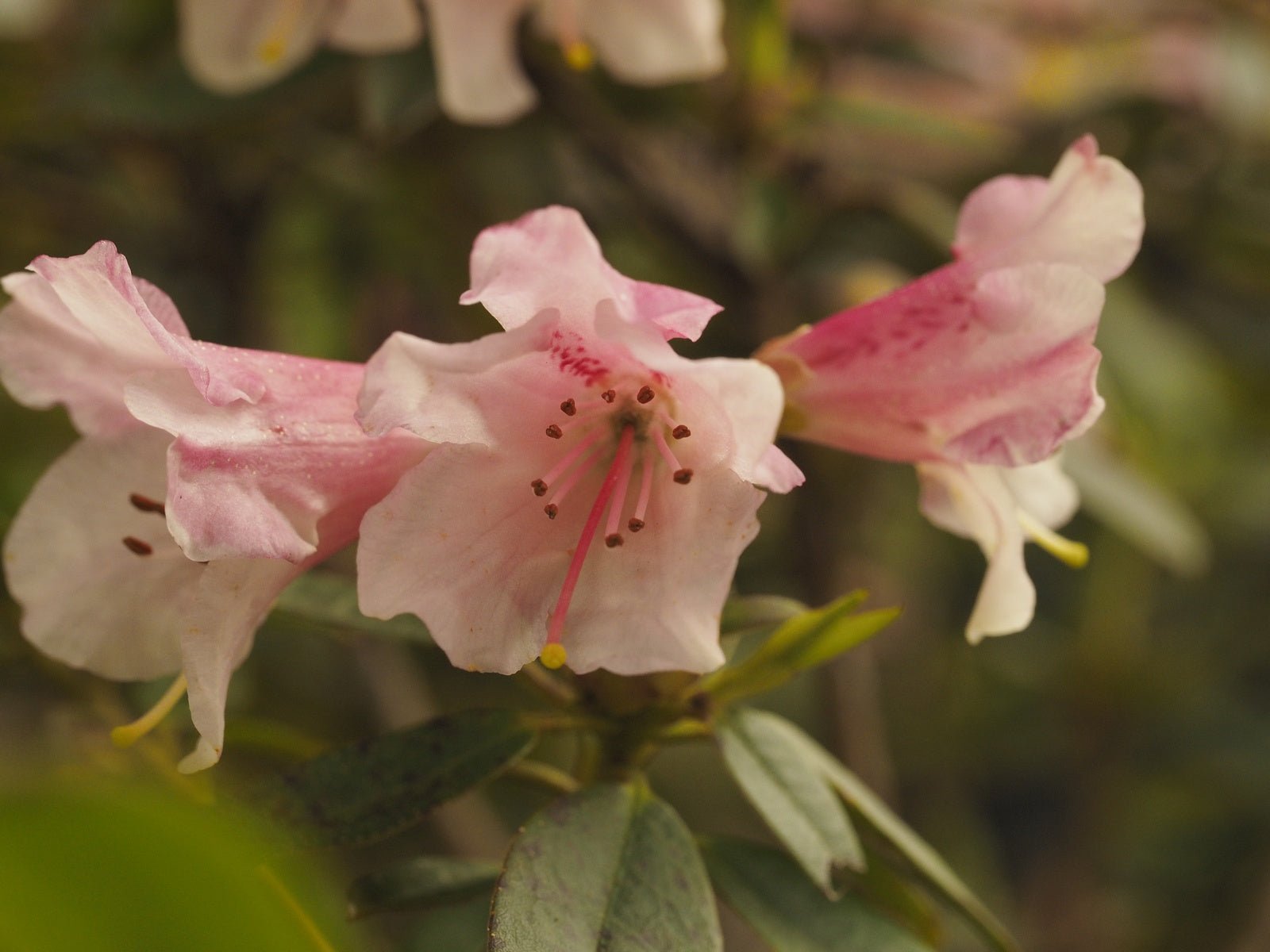 Rhododendron hybr. 'Wee Bee' - Herrenkamper Gärten - Pflanzenraritäten