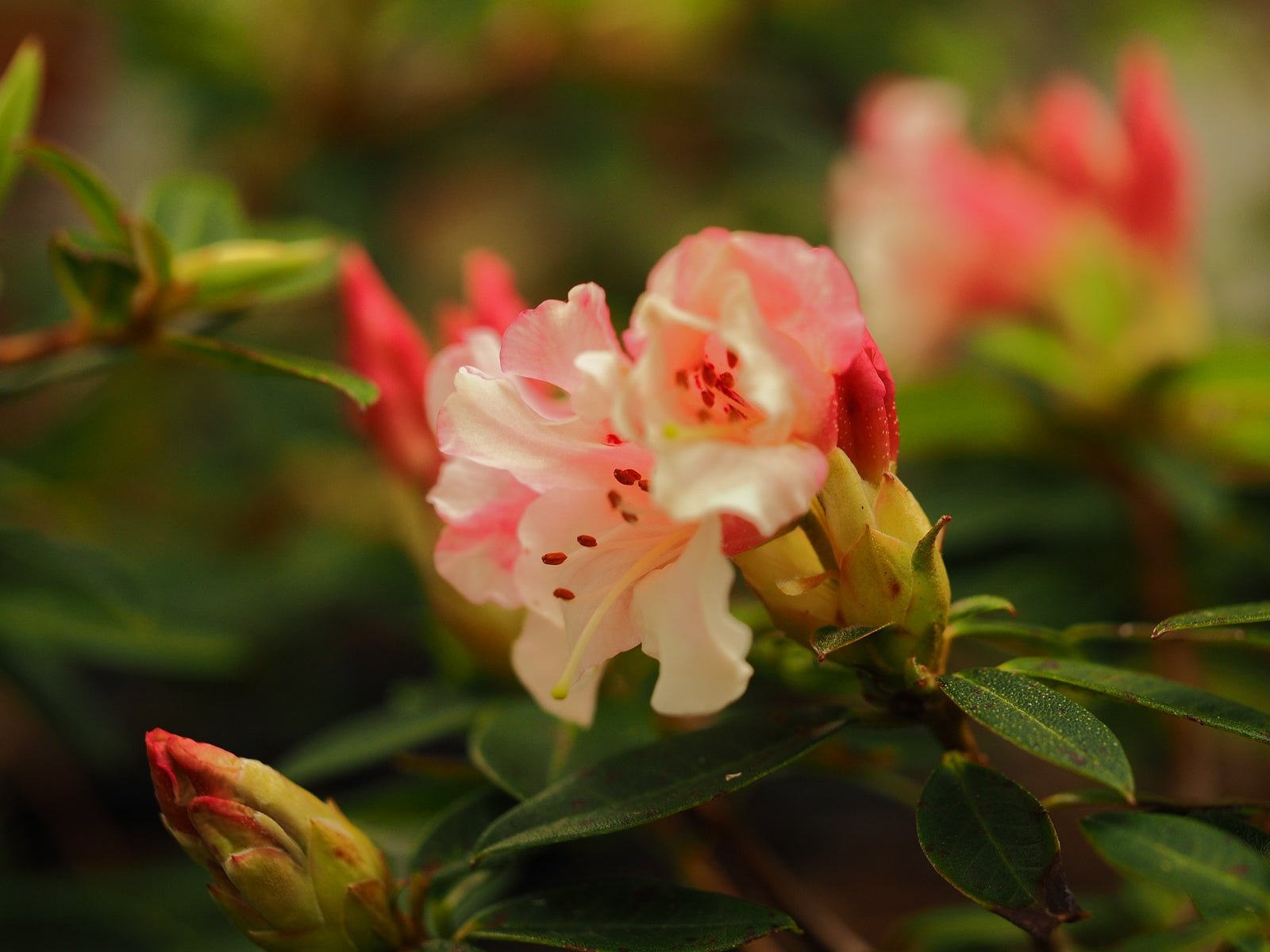 Rhododendron hybr. 'Wee Bee' - Herrenkamper Gärten - Pflanzenraritäten