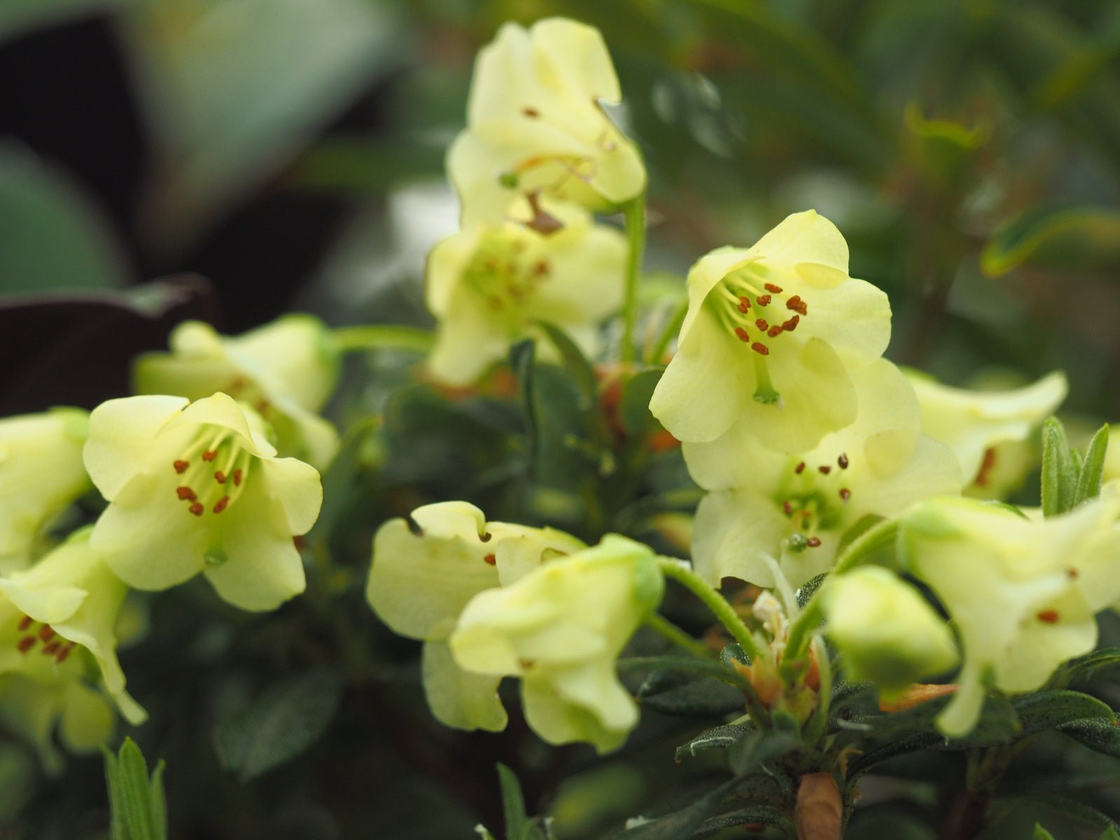 Rhododendron hybr.'Merganser' - Herrenkamper Gärten - Pflanzenraritäten