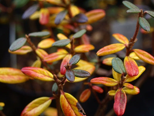 Rhododendron hypenanthum (syn.: anthopogon ssp. hypenanthum) - Herrenkamper Gärten - Pflanzenraritäten