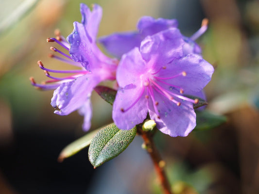 Rhododendron impeditum 'Blue Star' - Herrenkamper Gärten - Pflanzenraritäten