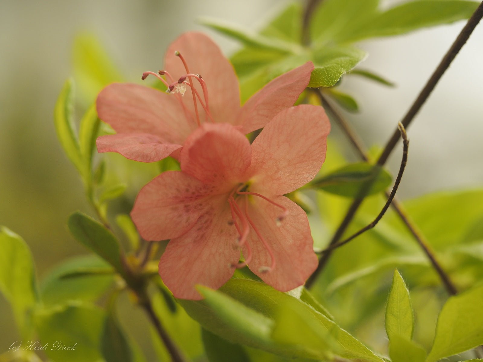 Rhododendron kaempferi - Herrenkamper Gärten - Pflanzenraritäten