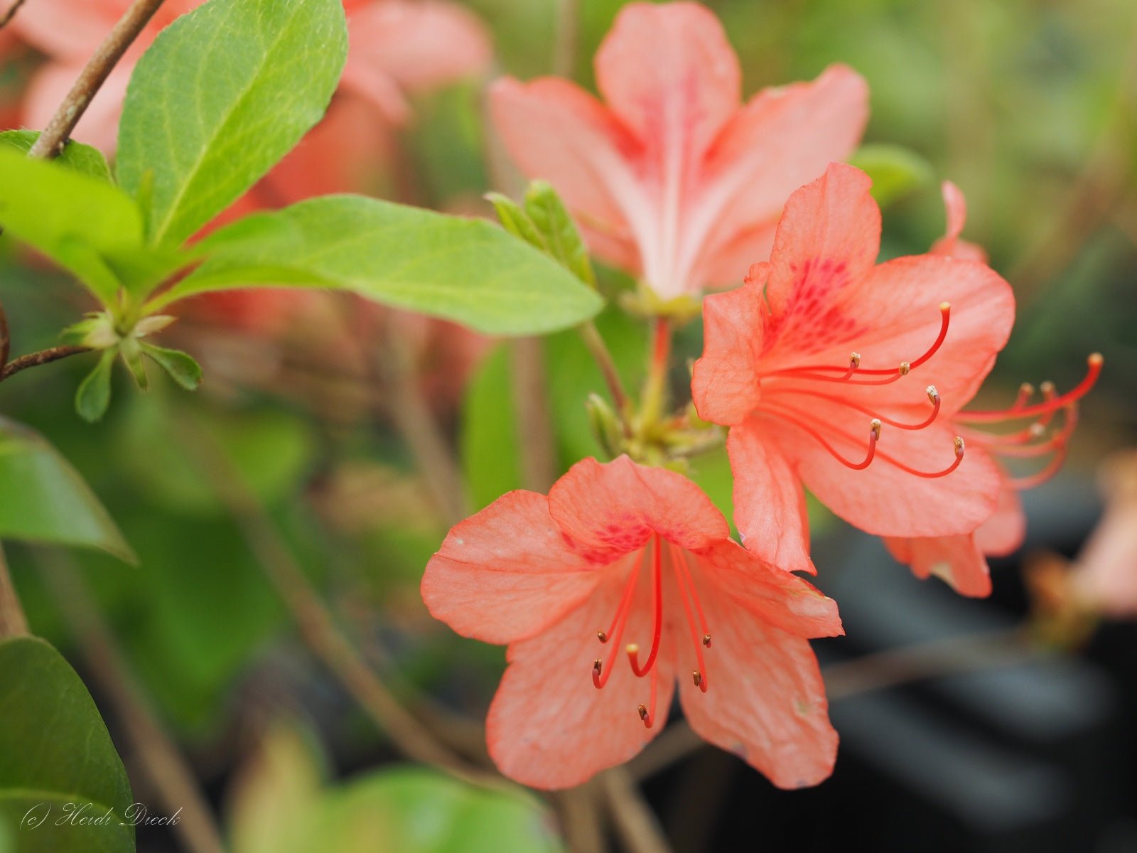 Rhododendron kaempferi - Herrenkamper Gärten - Pflanzenraritäten