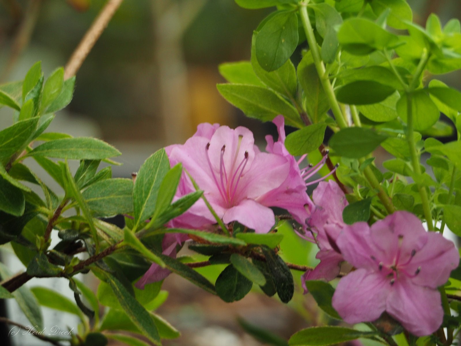 Rhododendron kaempferi - Herrenkamper Gärten - Pflanzenraritäten