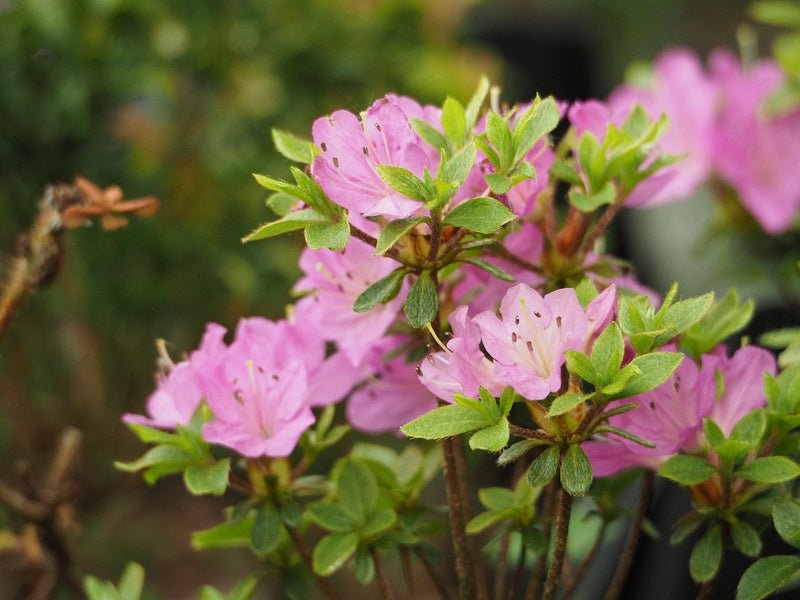 Rhododendron kaempferi - Herrenkamper Gärten - Pflanzenraritäten