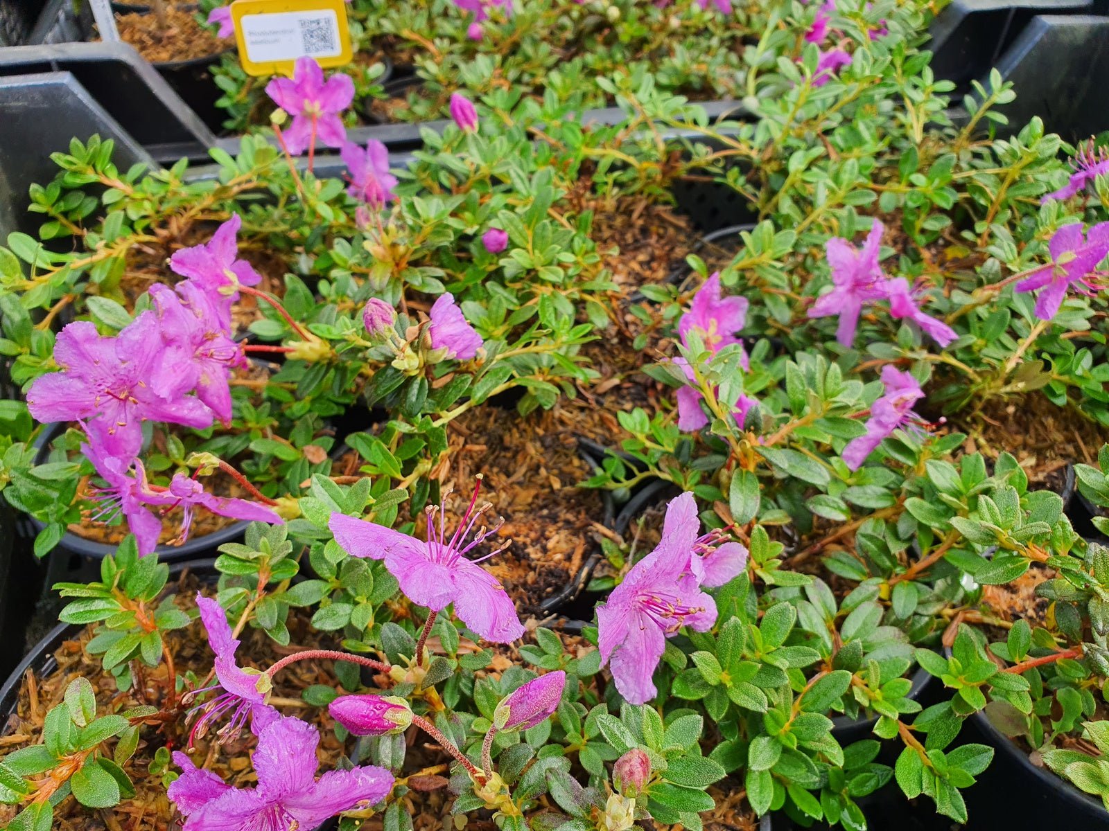 Rhododendron keleticum - Herrenkamper Gärten - Pflanzenraritäten