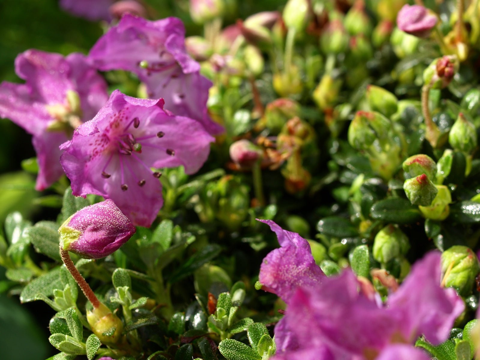 Rhododendron keleticum - Herrenkamper Gärten - Pflanzenraritäten