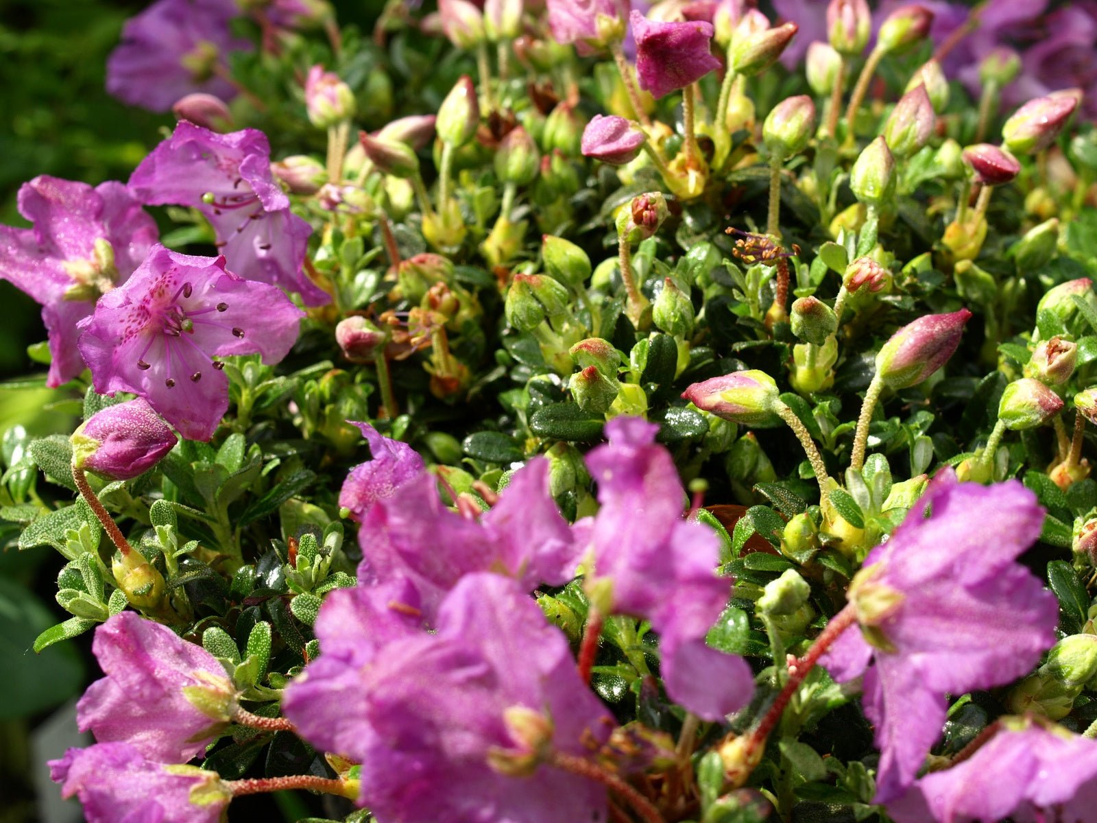 Rhododendron keleticum - Herrenkamper Gärten - Pflanzenraritäten