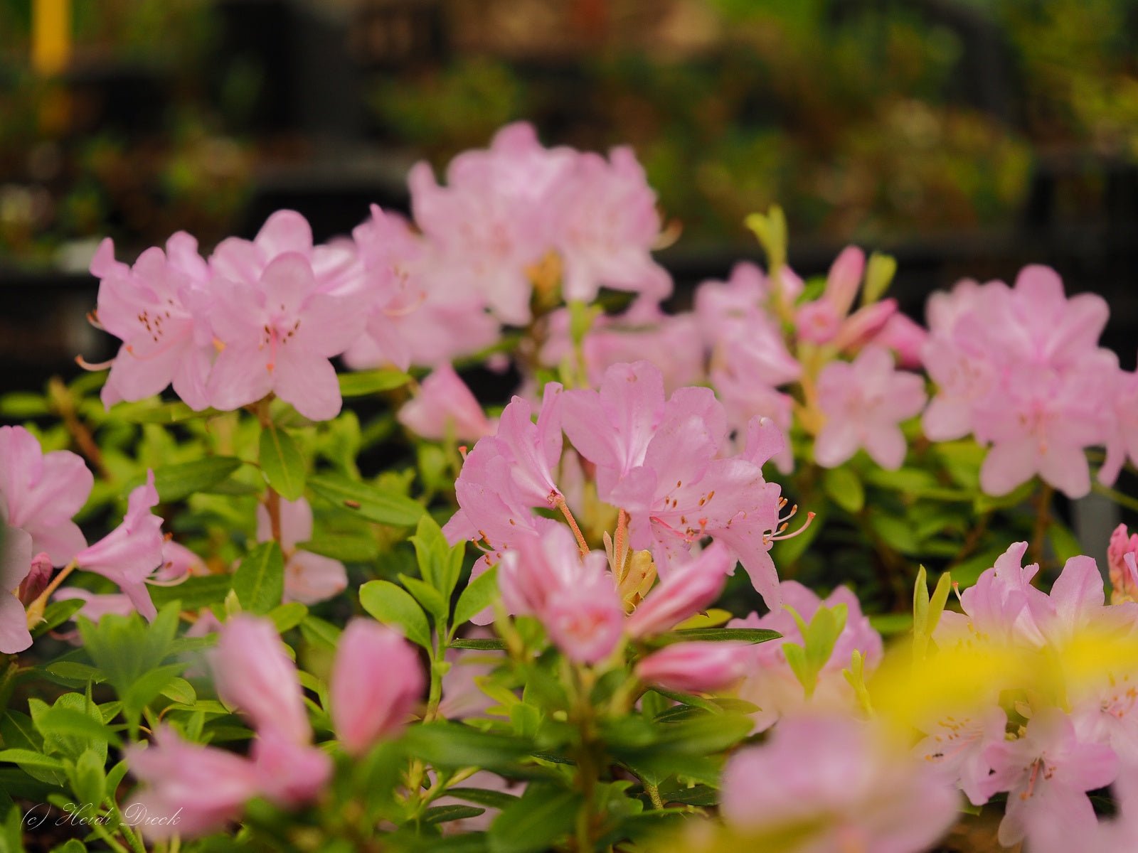 Rhododendron kiusianum - Herrenkamper Gärten - Pflanzenraritäten