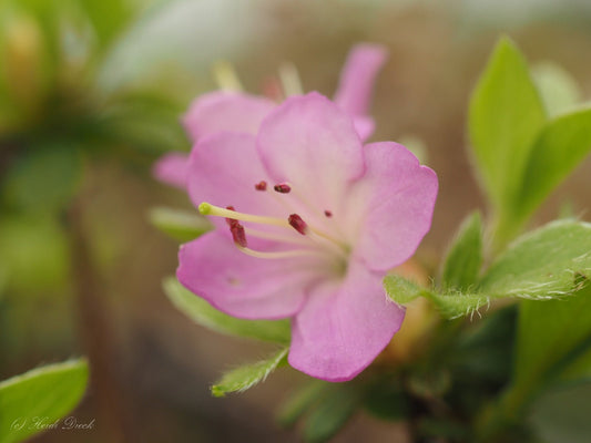 Rhododendron kiusianum - Herrenkamper Gärten - Pflanzenraritäten