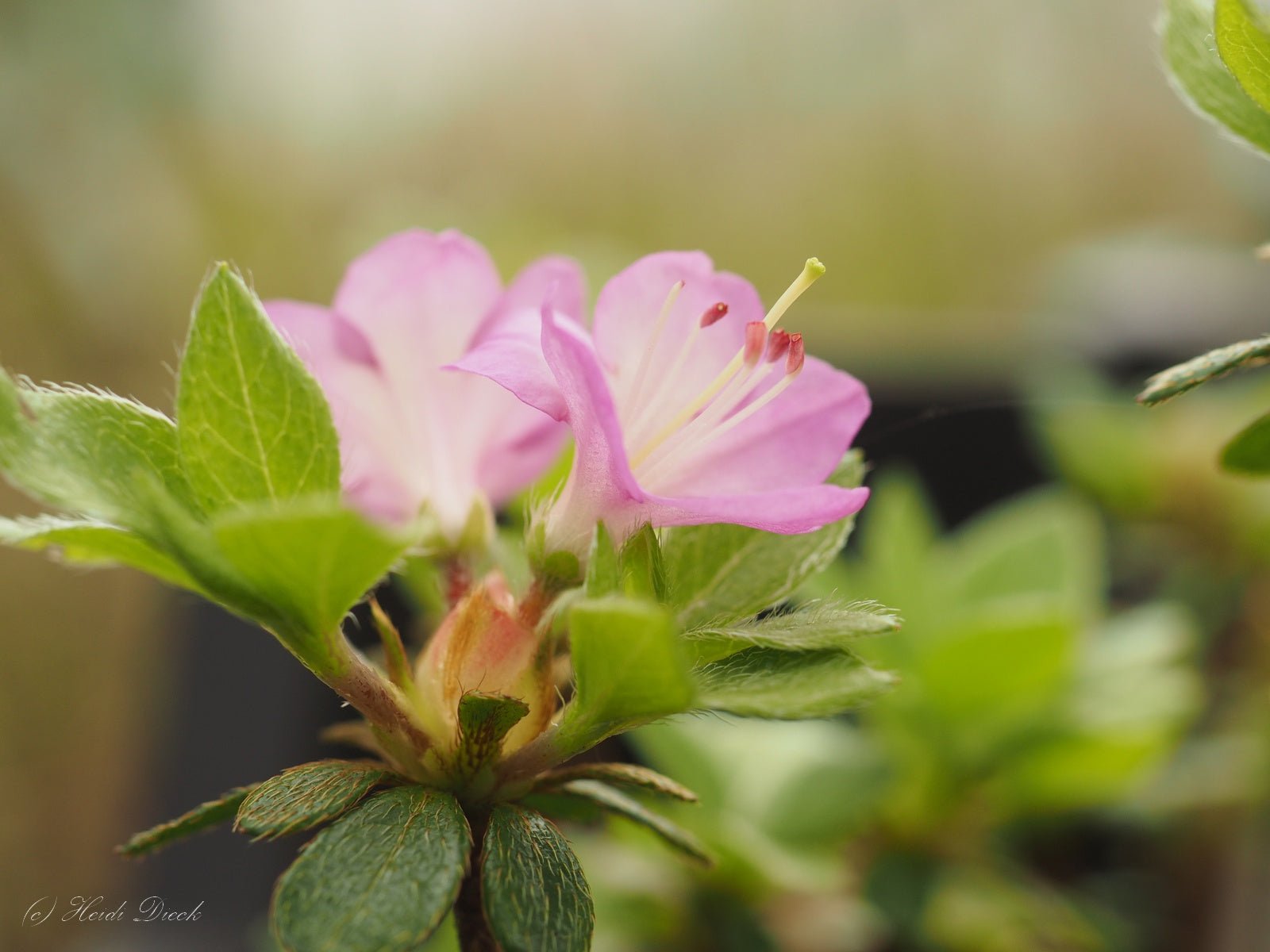 Rhododendron kiusianum - Herrenkamper Gärten - Pflanzenraritäten