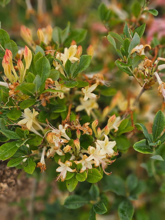 Rhododendron 'Lemon Drop' - Herrenkamper Gärten - Pflanzenraritäten