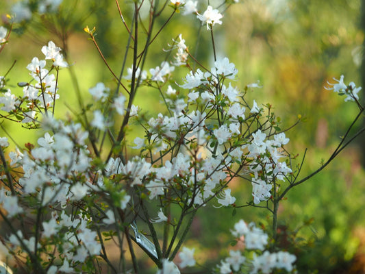 Rhododendron lepidotum - Herrenkamper Gärten - Pflanzenraritäten