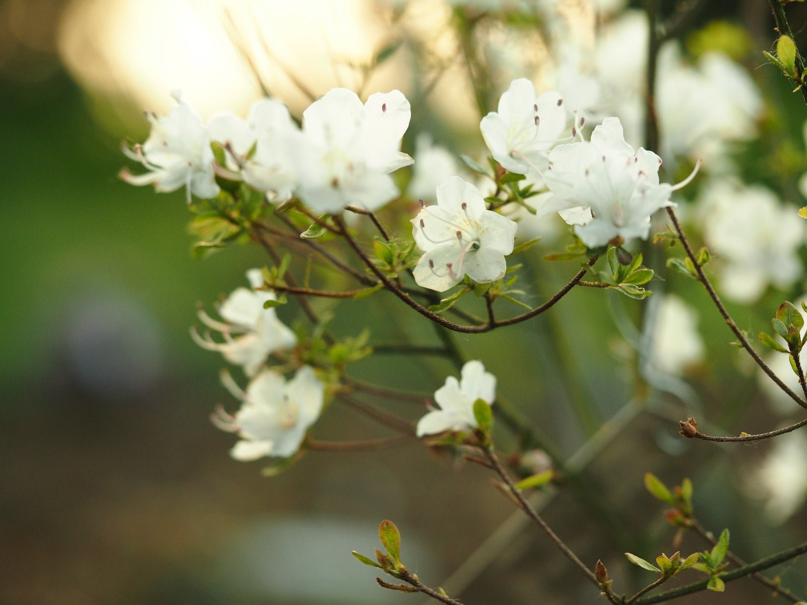 Rhododendron lepidotum - Herrenkamper Gärten - Pflanzenraritäten