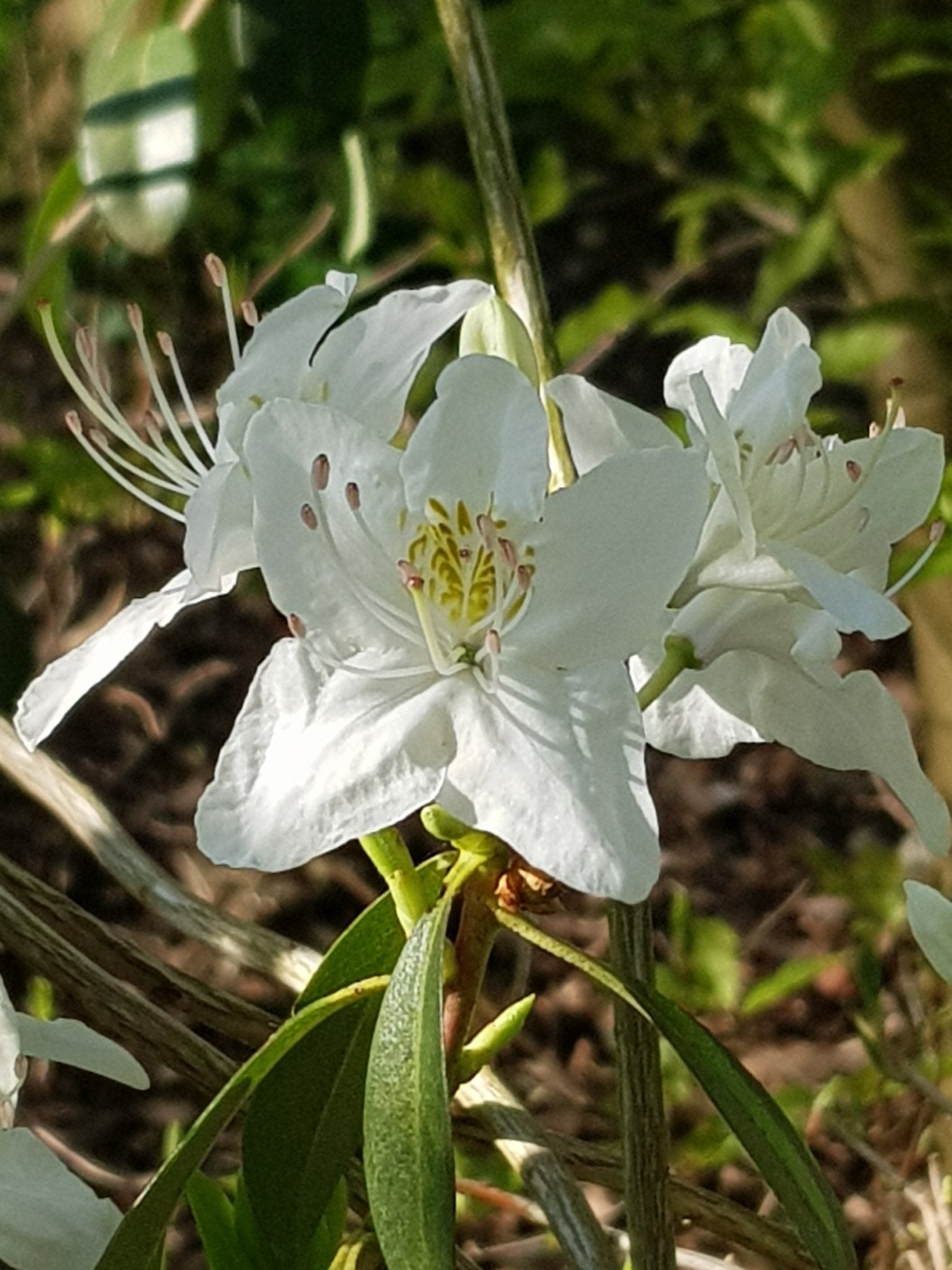 Rhododendron lepidotum - Herrenkamper Gärten - Pflanzenraritäten