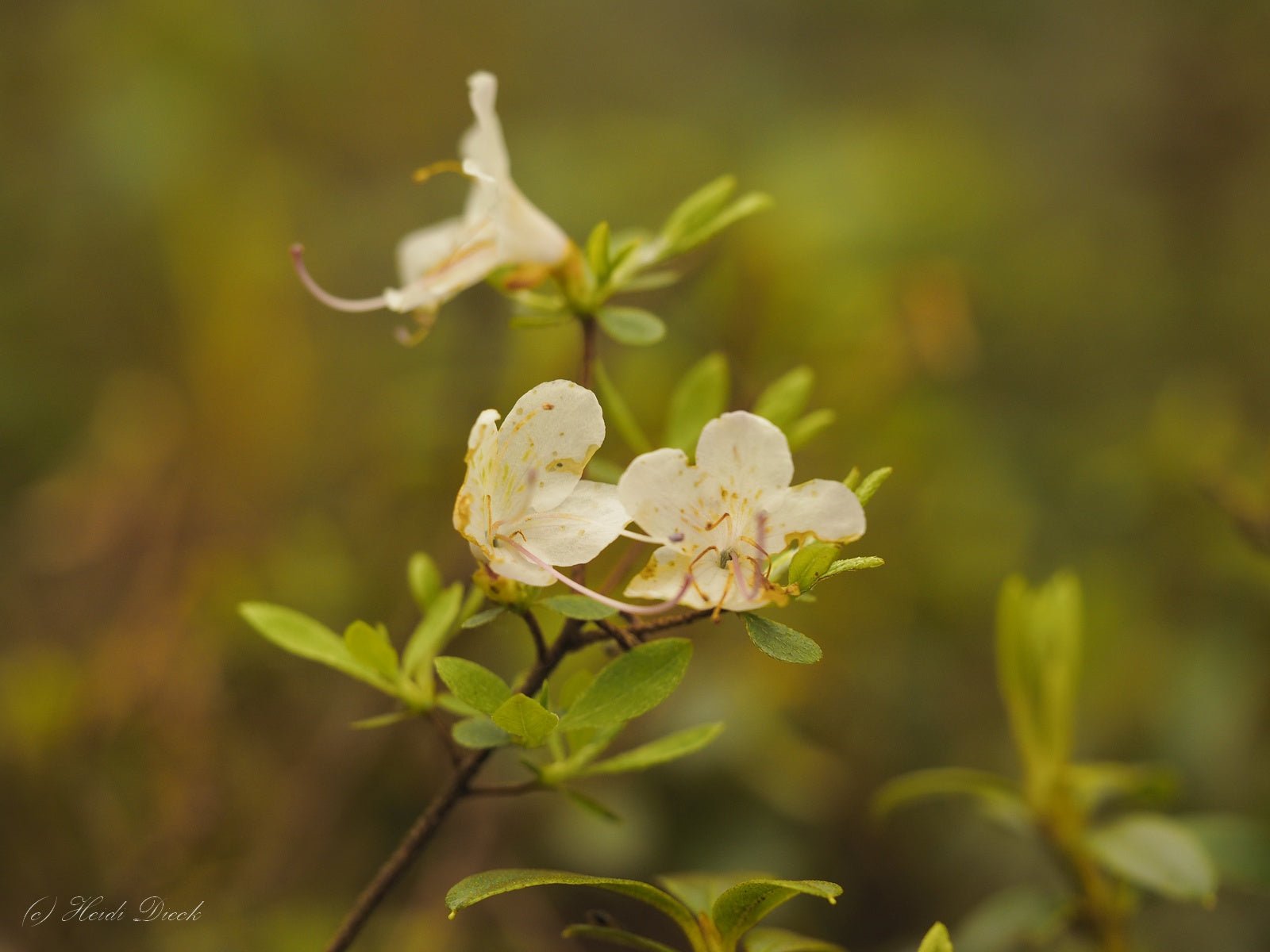 Rhododendron lepidotum - Herrenkamper Gärten - Pflanzenraritäten