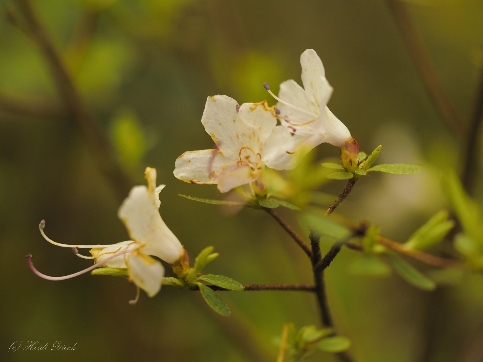 Rhododendron lepidotum - Herrenkamper Gärten - Pflanzenraritäten