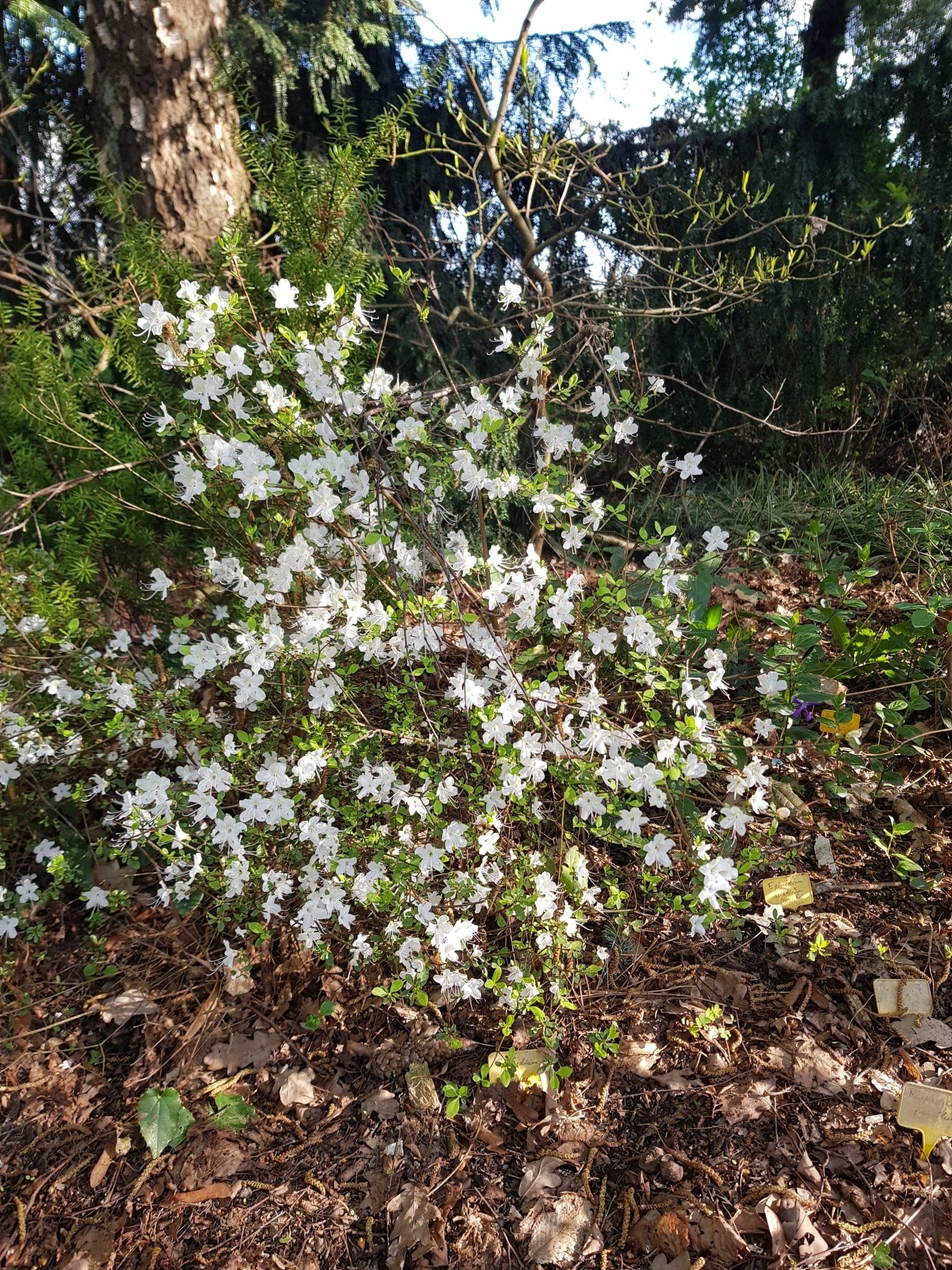 Rhododendron lepidotum - Herrenkamper Gärten - Pflanzenraritäten