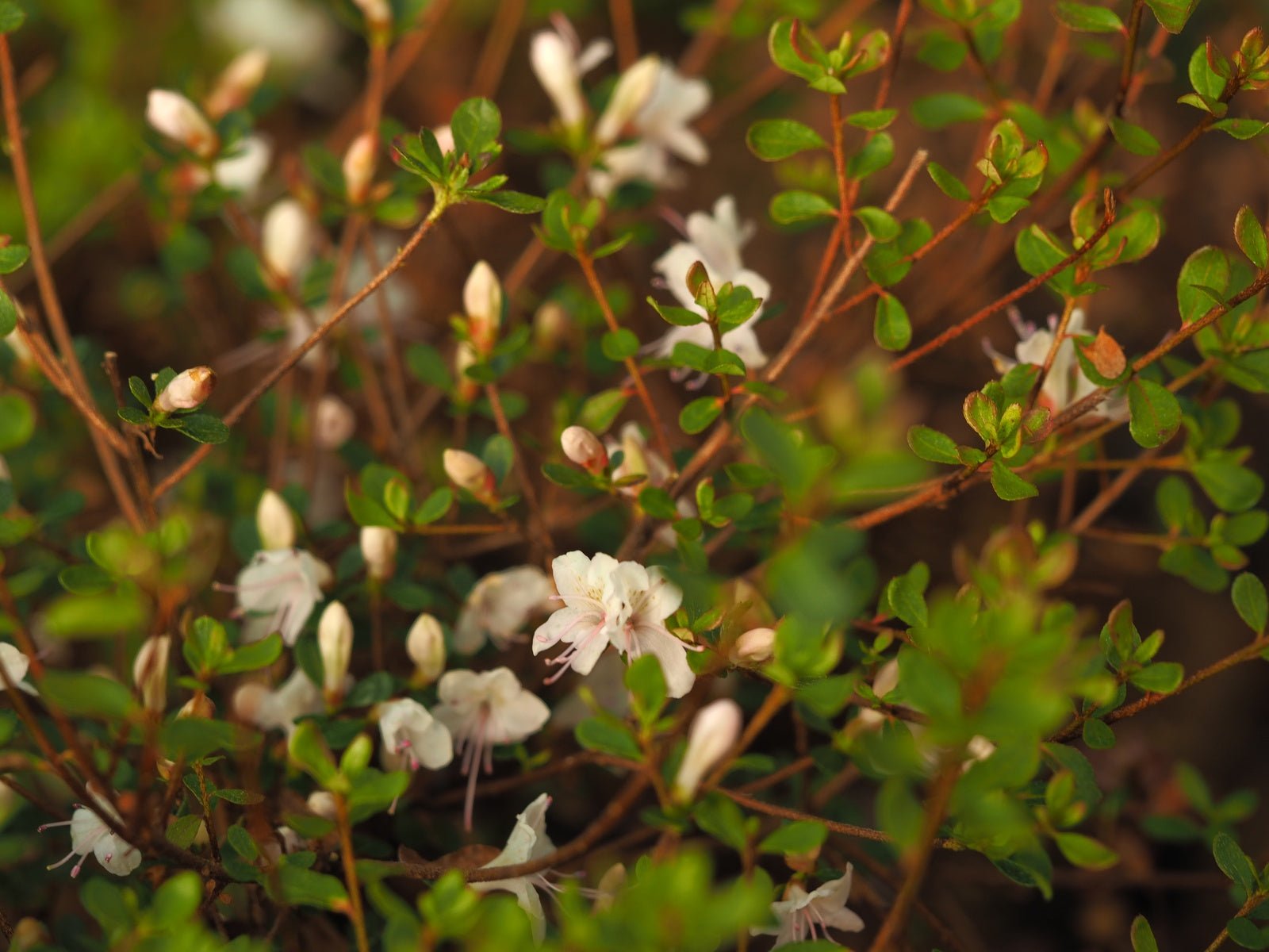 Rhododendron lepidotum - Herrenkamper Gärten - Pflanzenraritäten