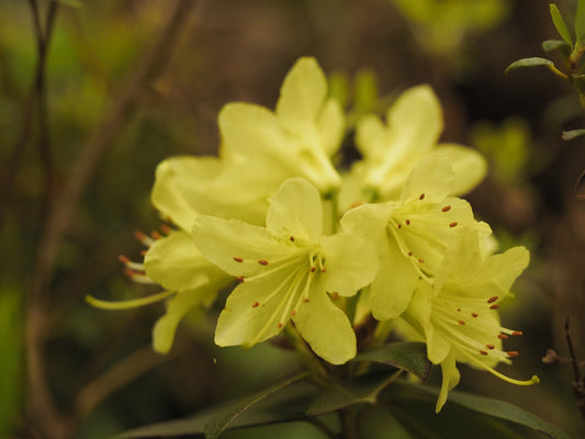 Rhododendron ludlowii 'Wren' - Herrenkamper Gärten - Pflanzenraritäten