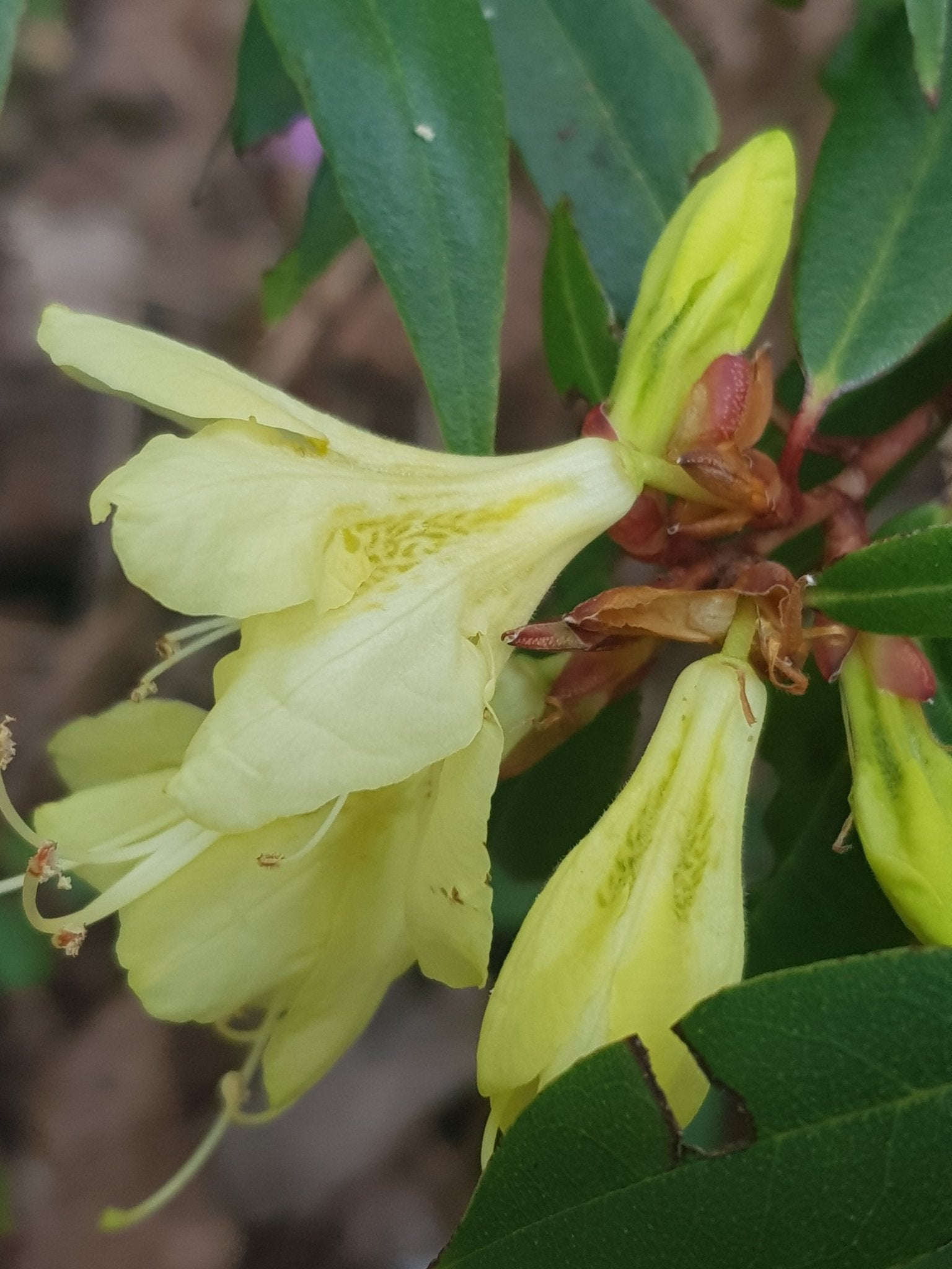 Rhododendron lutescens - Herrenkamper Gärten - Pflanzenraritäten