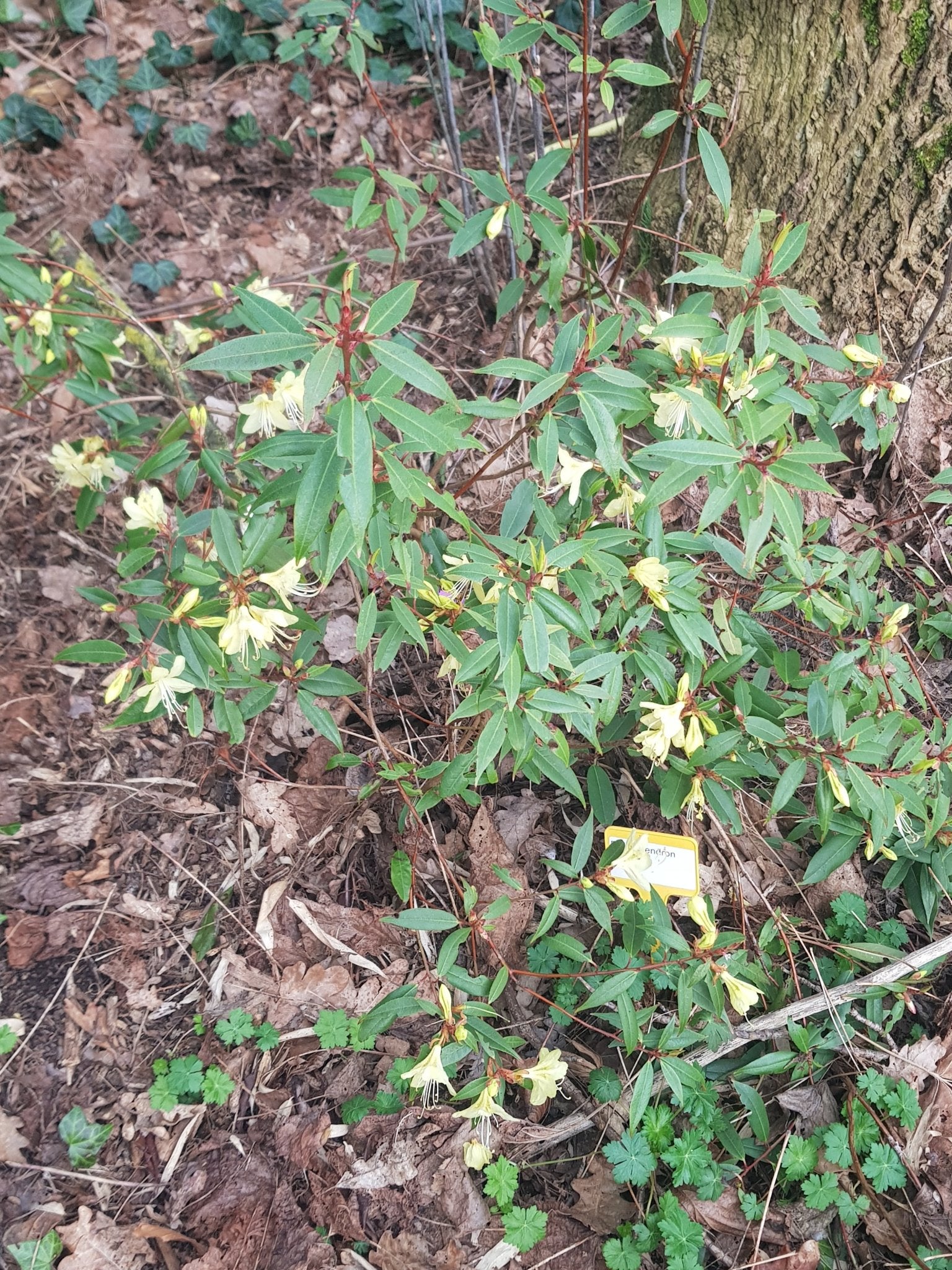 Rhododendron lutescens - Herrenkamper Gärten - Pflanzenraritäten