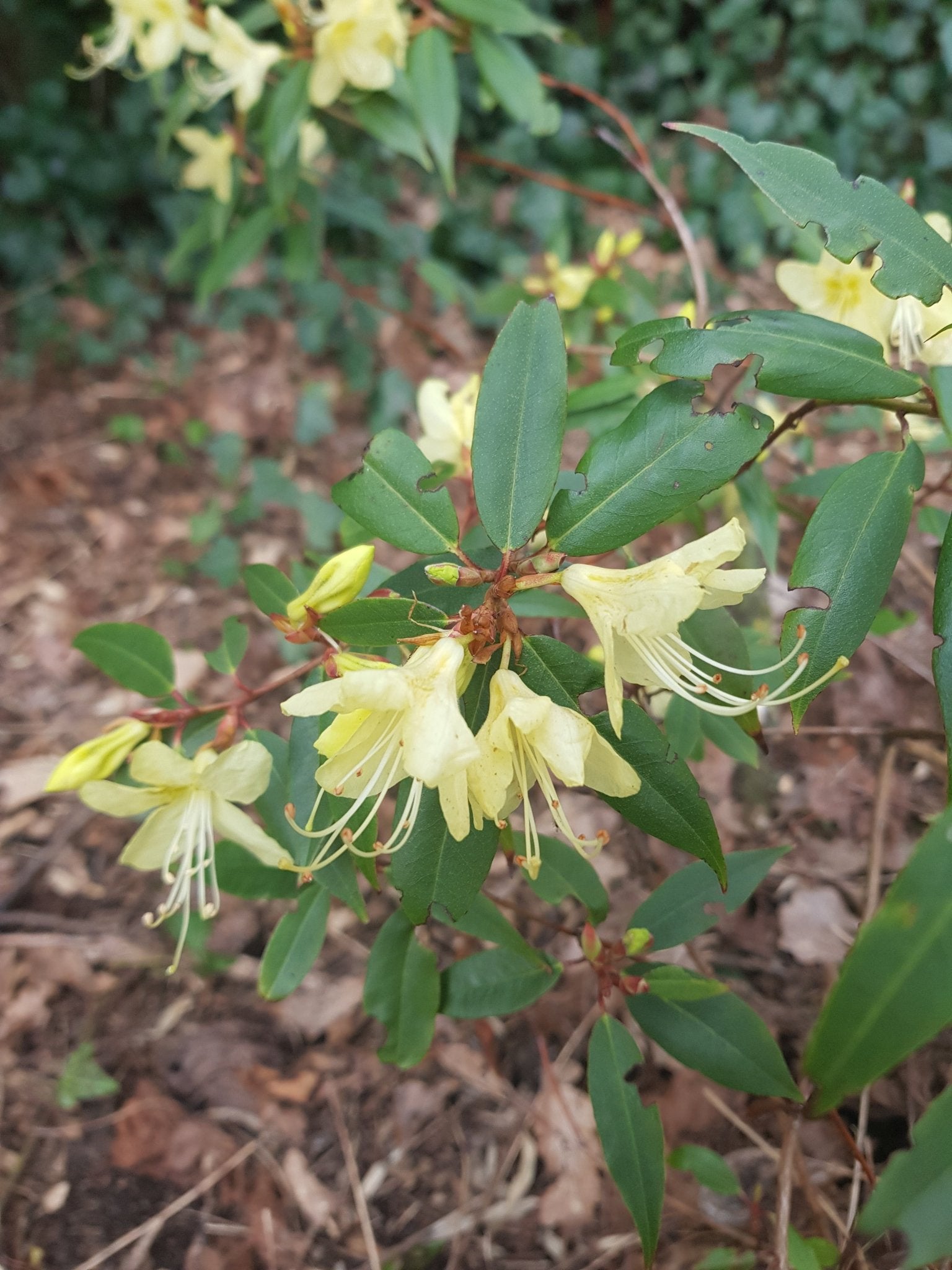 Rhododendron lutescens - Herrenkamper Gärten - Pflanzenraritäten