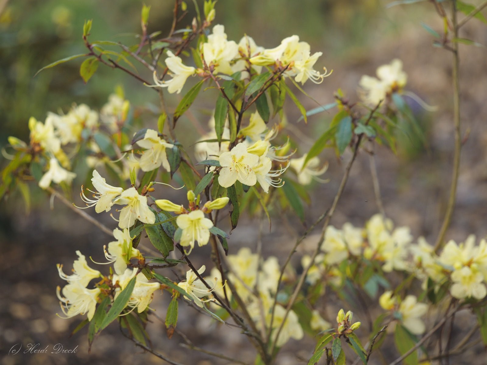 Rhododendron lutescens - Herrenkamper Gärten - Pflanzenraritäten