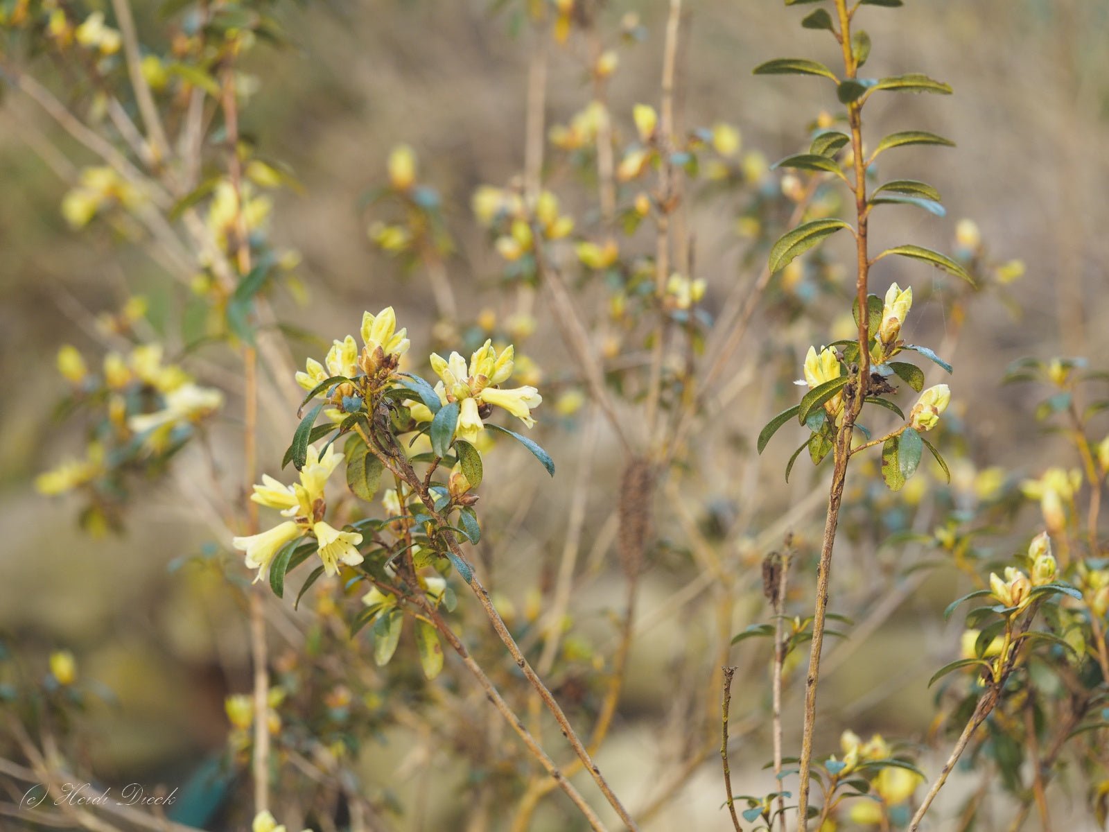 Rhododendron lutescens - Herrenkamper Gärten - Pflanzenraritäten